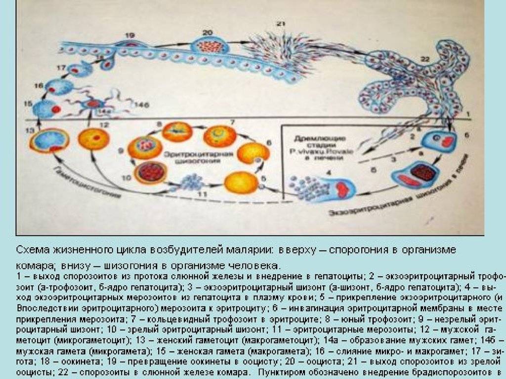 Несколько ведущих генераций плазмодиев в патогенезе малярии. Цикл малярийного плазмодия. ЖЦ малярийного плазмодия. Малярия шизогония. Цикл жизни малярийного плазмодия.