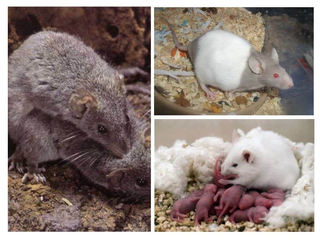 Мышь полевка: описание, как выглядит, чем питается, размер