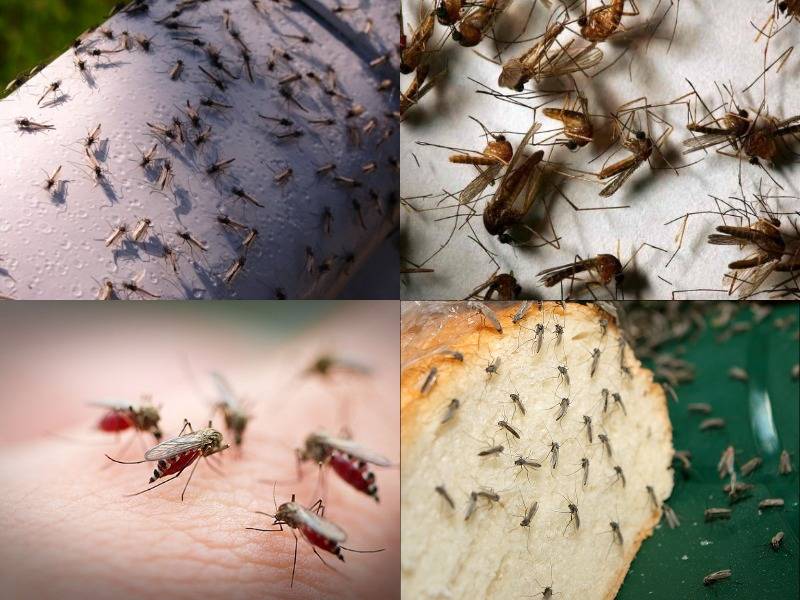 Откуда появляются в жилище комары