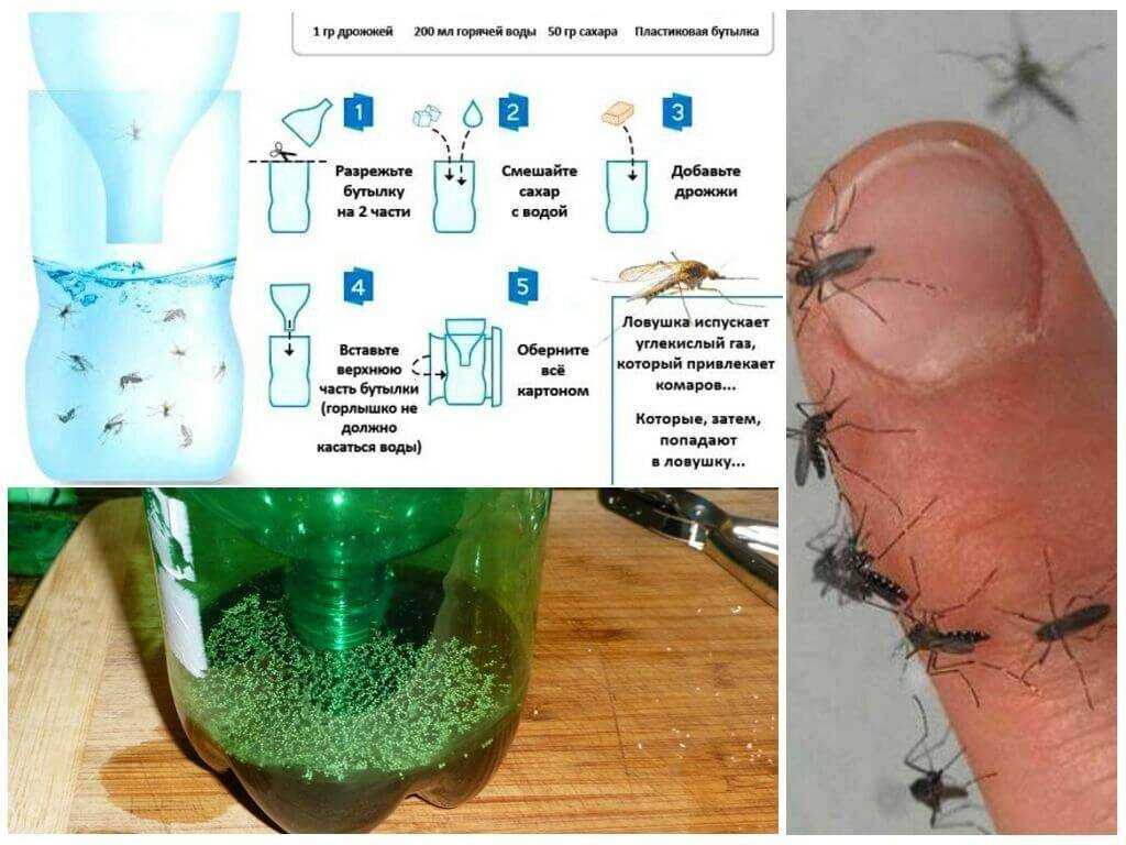 Как избавиться от мух на улице: самые эффективные способы борьбы с насекомыми