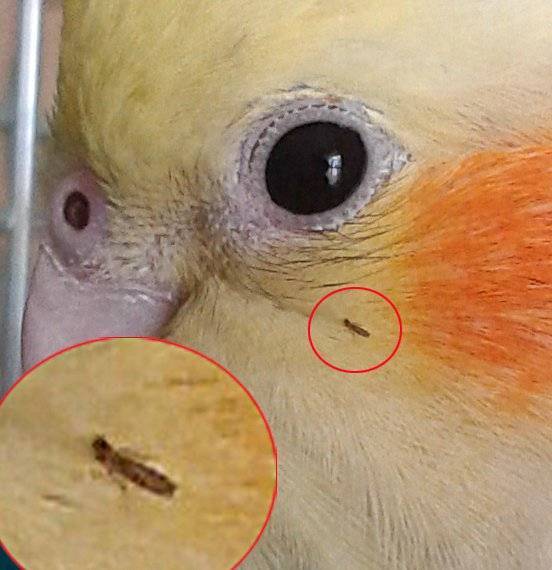 Блохи у попугая: признаки появления, как избавиться от паразитов