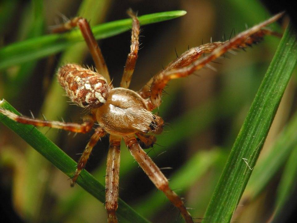 Ядовитые пауки подмосковья фото и названия
