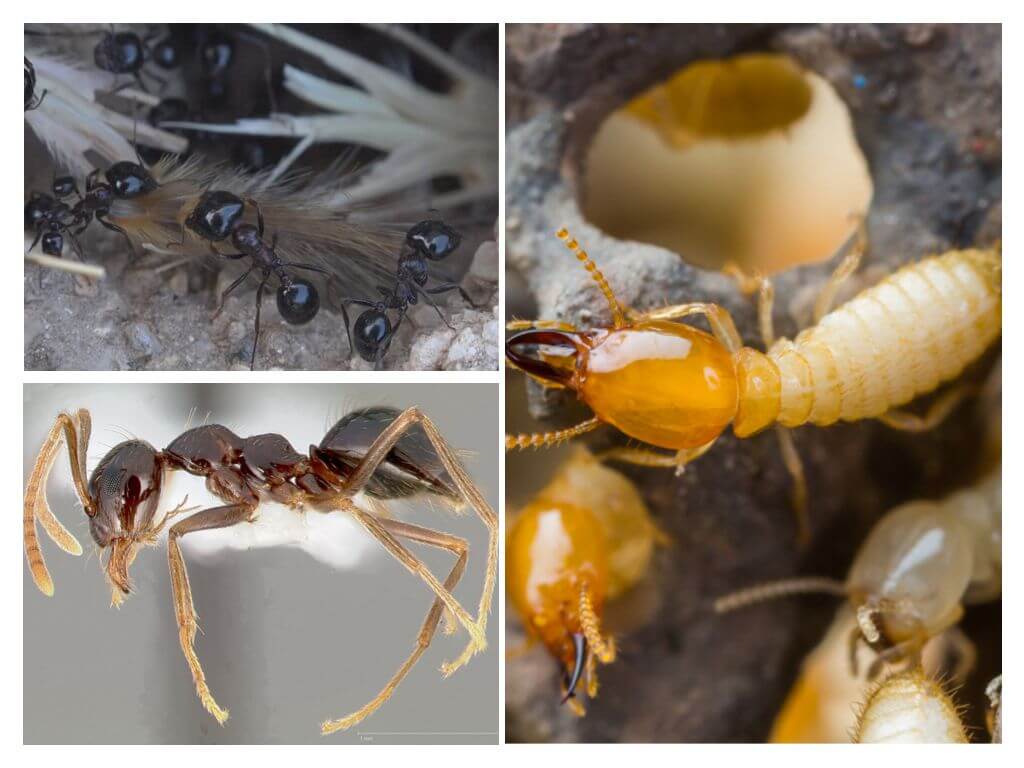 Как зимуют муравьи: что они делают и где обитают зимой? русский фермер