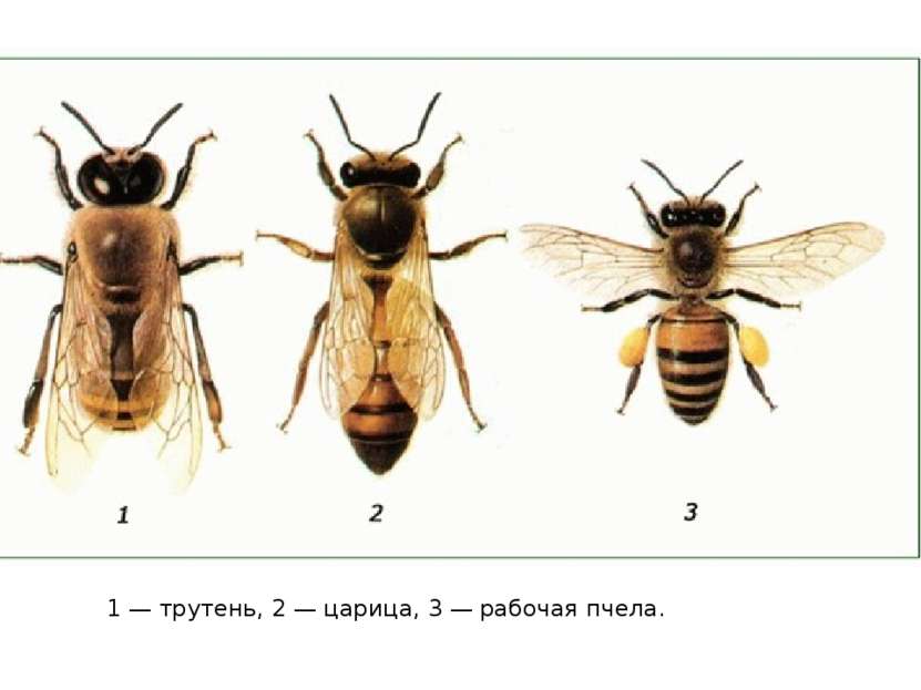 Пчела, оса и шмель: отличия и интересные факты. сообщение для 2 класса по окружающему миру.