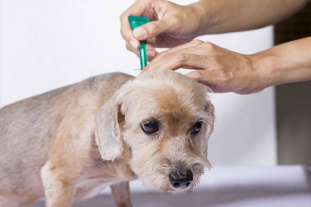 Как защитить собаку от клещей: капли, ошейник, шампуни, спрей, таблетки или прививка