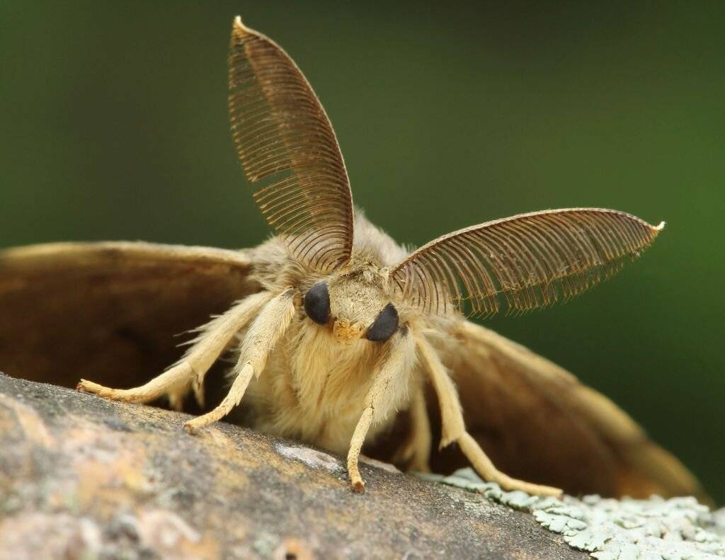 Что такое мотылёк: фото насекомого и отличия от бабочек