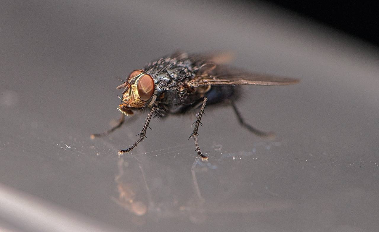 Почему в доме зимой летают мухи. зимние приметы, связанные с различными природными явлениями. избавляемся от комнатных мух