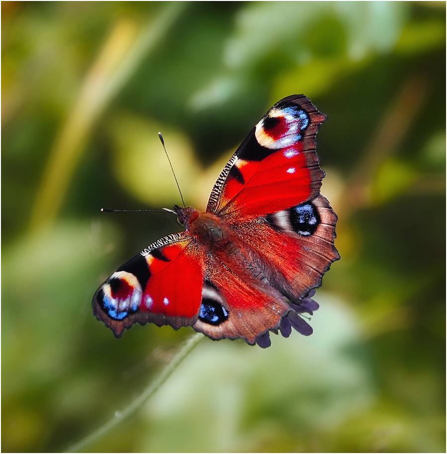 Бабочка дневной павлиний глаз: описание и фото