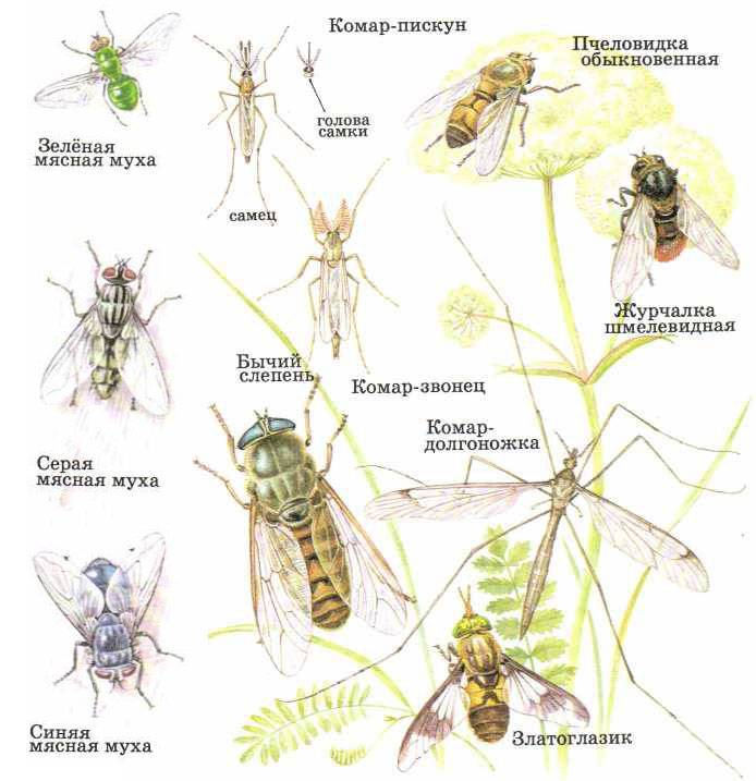 Что нужно знать о строении комара