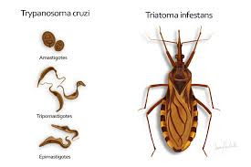 Триатомовые клопы – насекомые, убивающие поцелуем