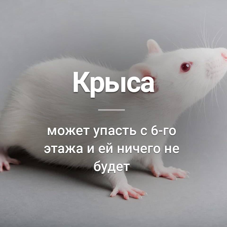 Интересные факты о мышах