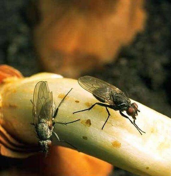 Как избавиться от луковой мухи дома зимой %