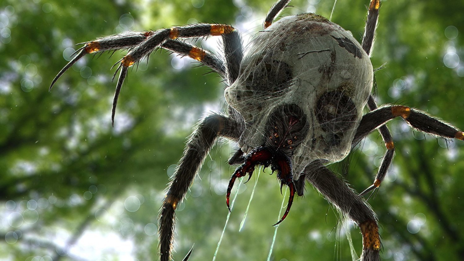 пауки воронежской области ядовитые фото