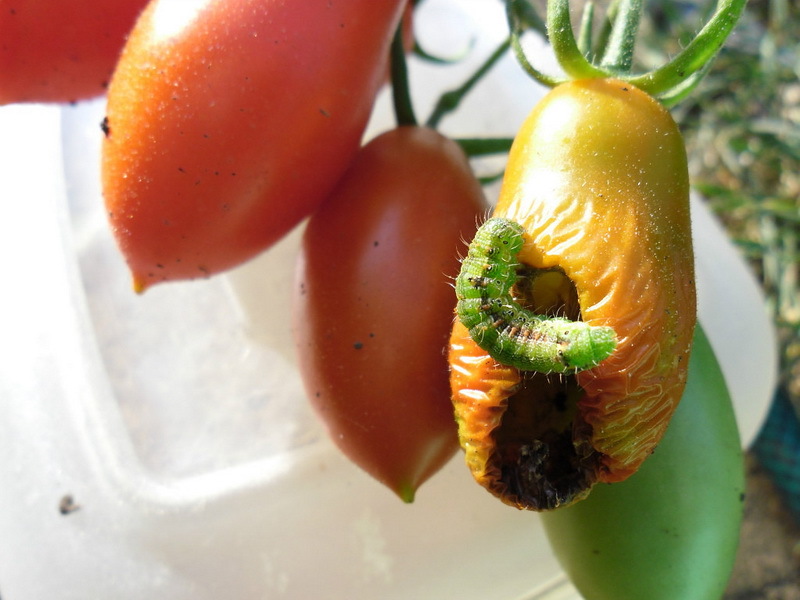 Основные вредители томатов и способы борьбы с ними