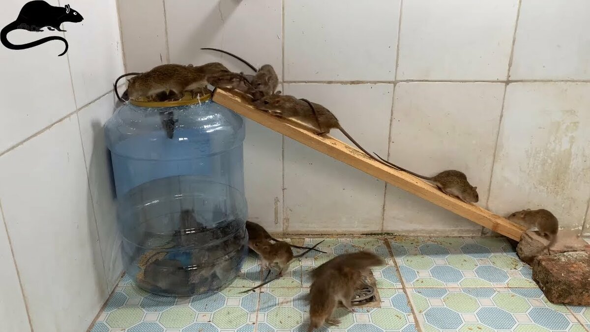 Как поймать мышь в квартире