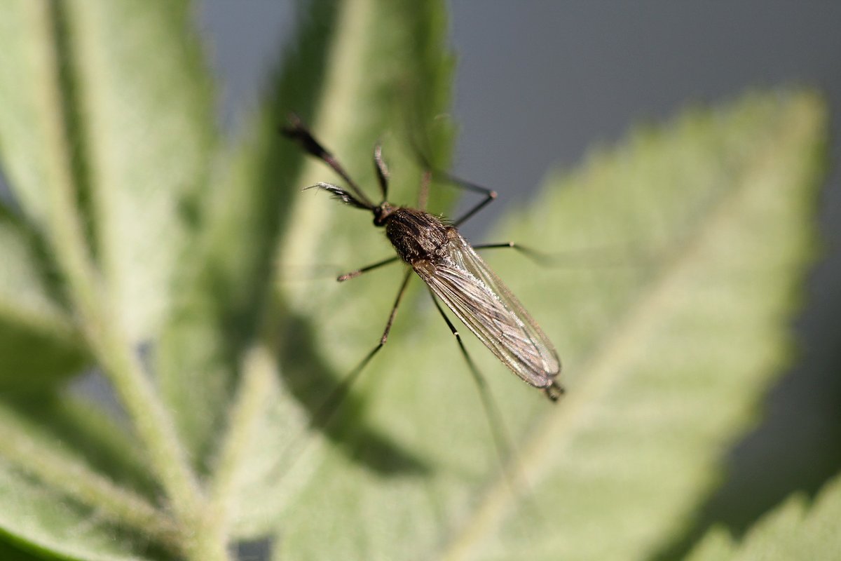 Что нужно знать о строении комара