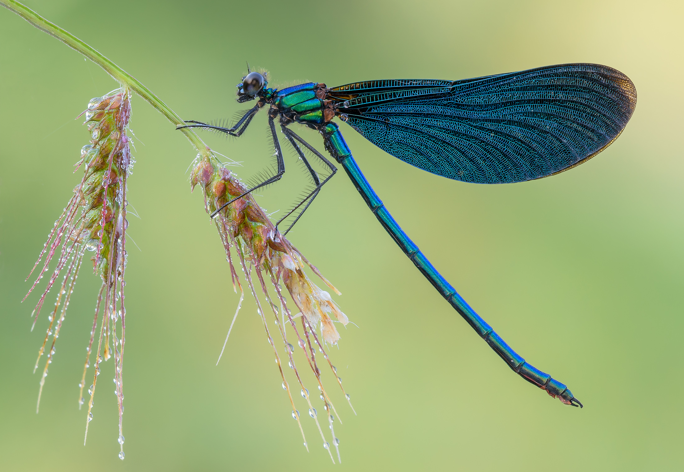 Личинка стрекозы: название, внешний вид и места обитания