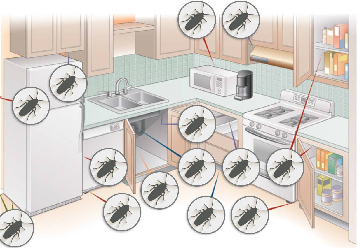 Как бороться с тараканами в квартире в домашних условиях