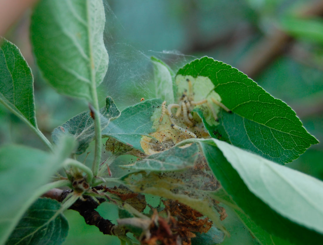 Яблонная моль: описание и вред от насекомого