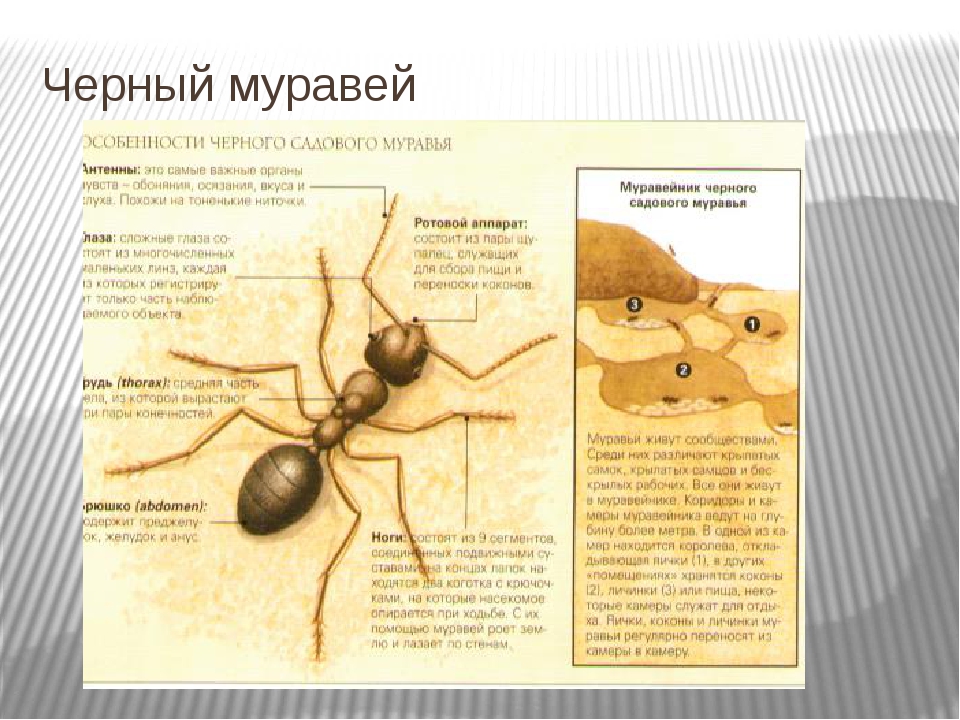 Размер муравья, его характеристики и особенности семьи