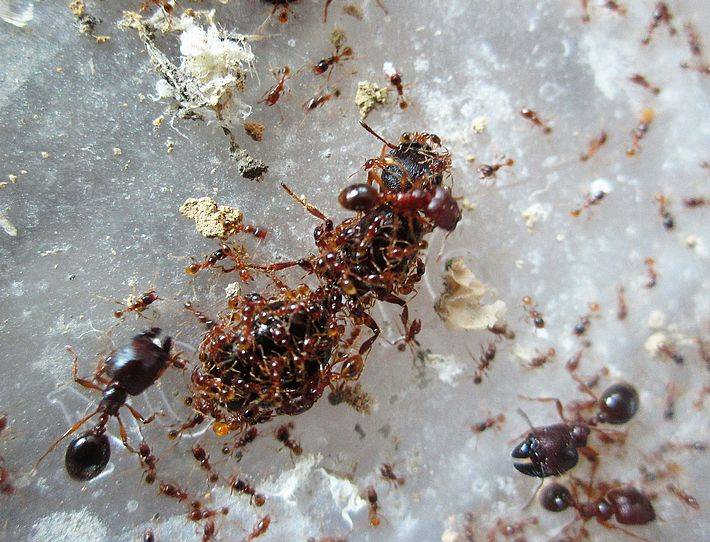 Как избавиться от фараоновых муравьев в квартире?