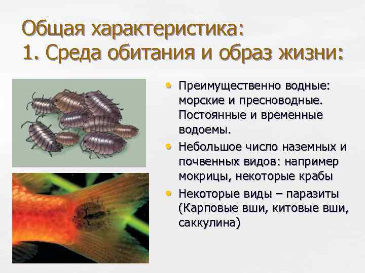 Как выглядят мокрицы и их личинки, где живут и чем питаются