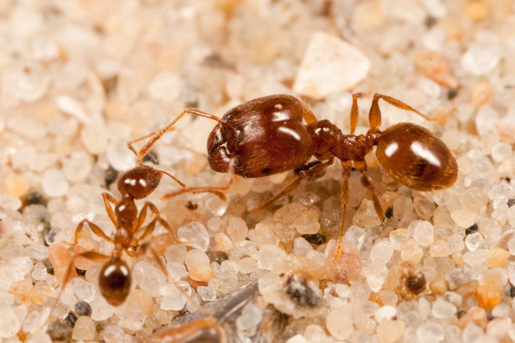 Все виды муравьев: черные, рыжие, желтые и другие разновидности