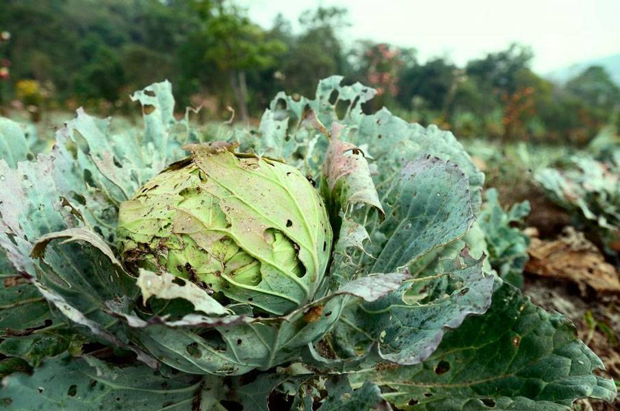 Борьба с капустной совкой на огороде народными средствами и препаратами