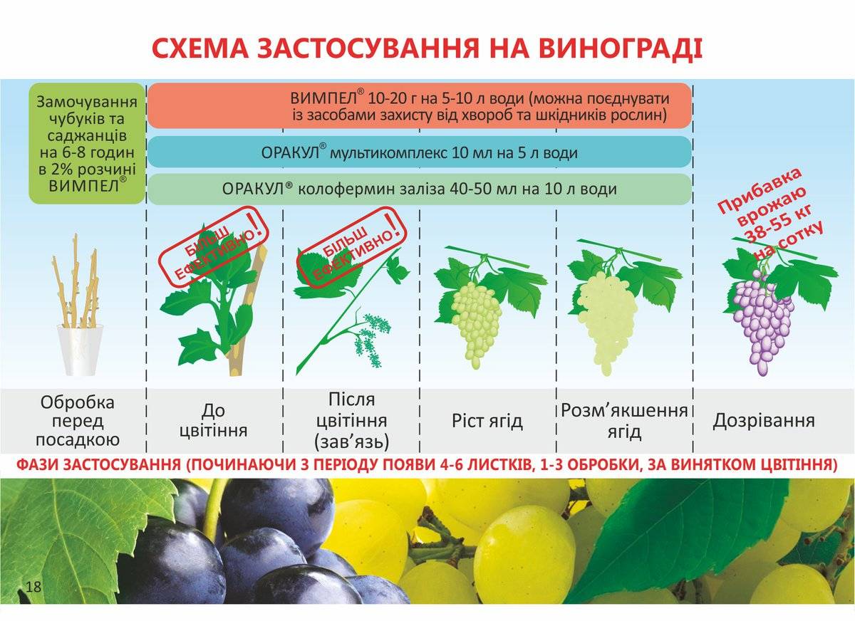 Схема обработки винограда на сезон