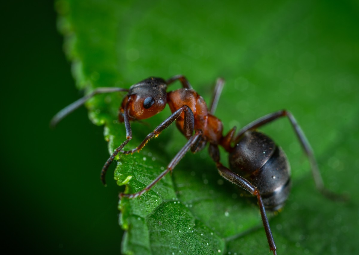 Сколько ножек у муравья: строение лапок у насекомого, основные и вспомогательные функции лап