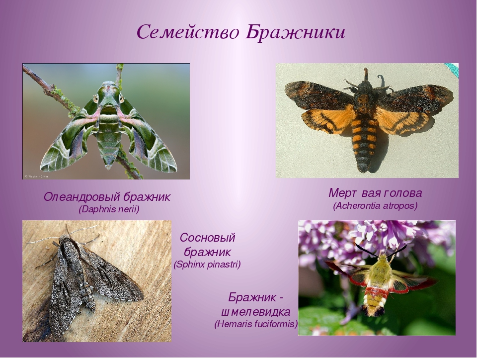 Бражник (бабочка): 115 фото необычного вымирающего насекомого и его особенности