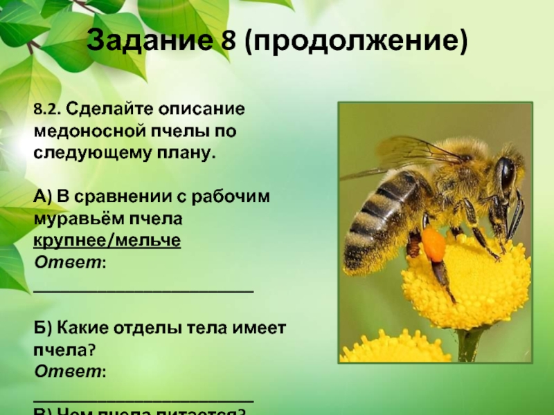 Медоносная пчела: описание, образ жизни и значение для человека
