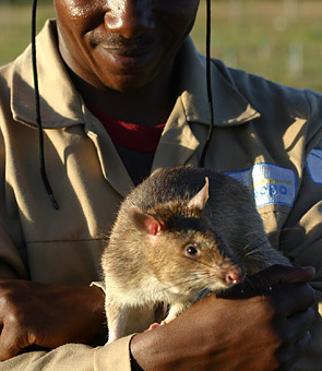 Гигантская африканская сумчатая крыса