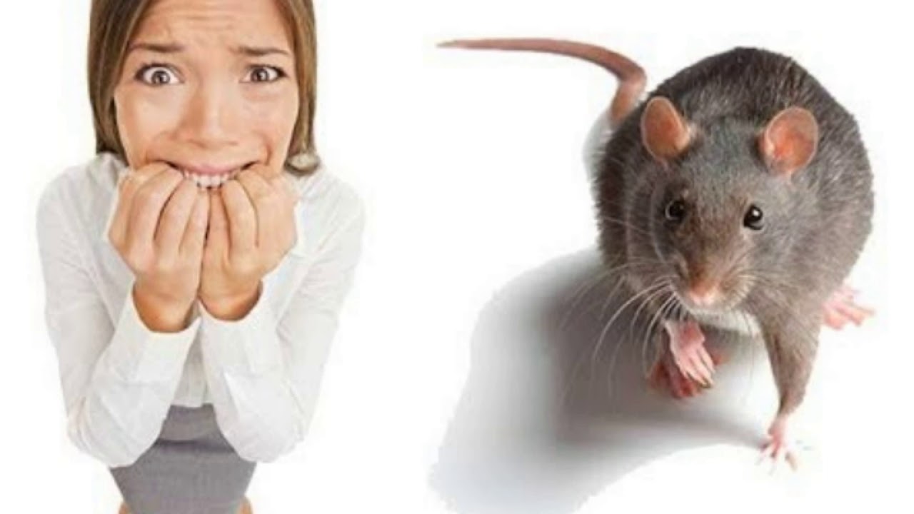 Земмифобия — боязнь крыс и мышей