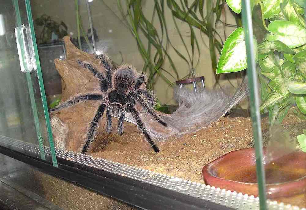 Тарантул и птицеед домашний: каких пауков можно содержать дома