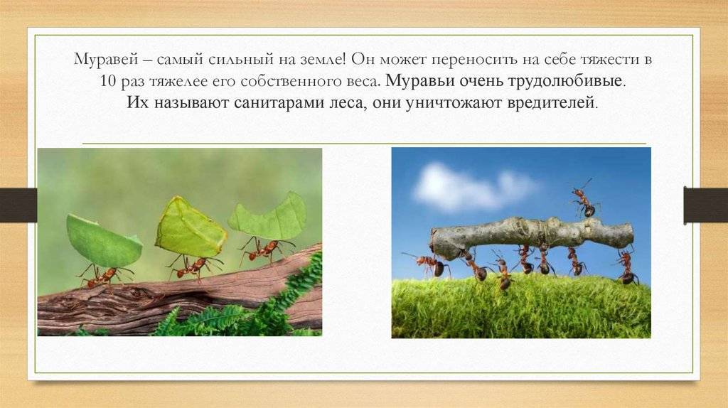 Самое сильное животное на земле может поднимать удивительные веса - hi-news.ru