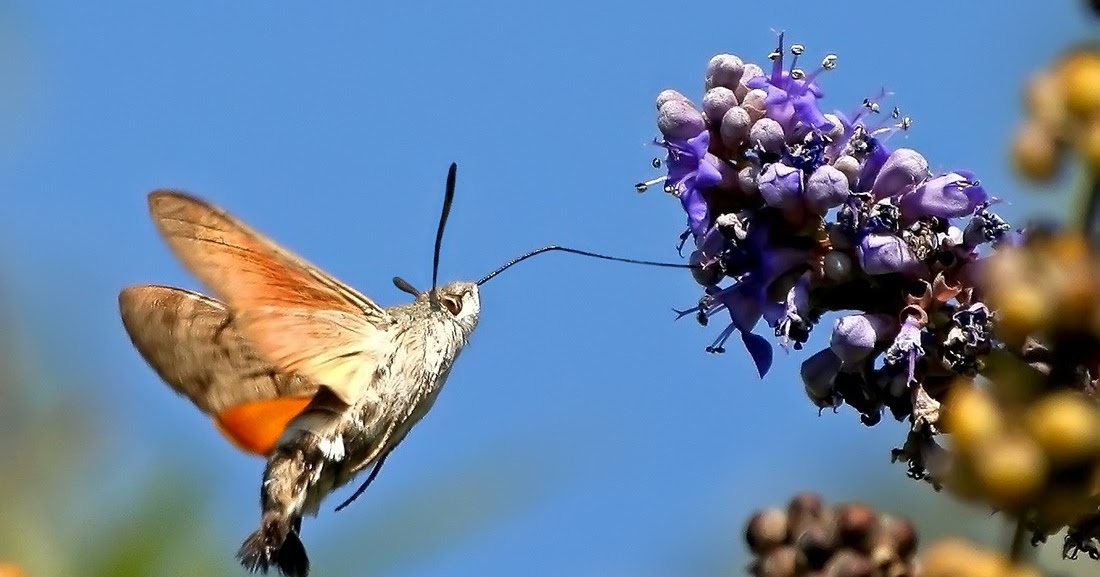 Бабочка Бражник: описание и виды