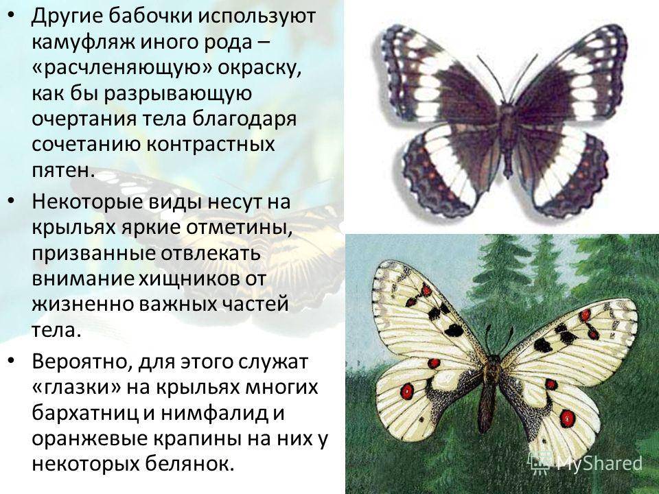 Все, что обязательно нужно знать о бабочке. зачем нужны бабочки