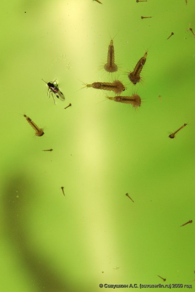 Личинка комара: описание и виды, как называется и чем питается