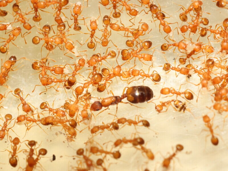 Насекомые дома? как избавиться от рыжих муравьев в квартире?
