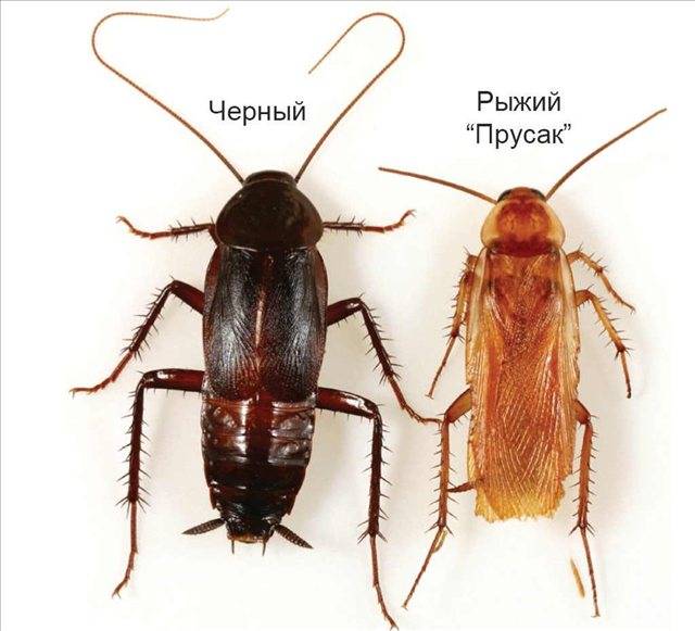 Тараканы: характеристика видов, обитающих в квартирах