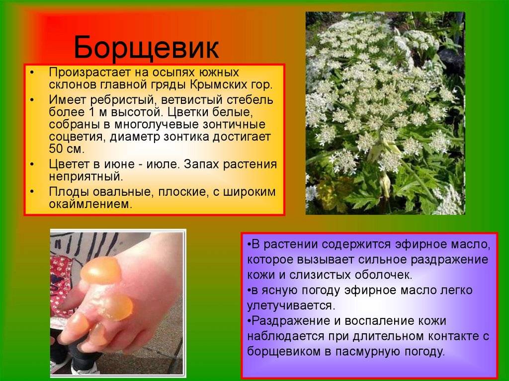Борщевик: фото и описание, как отличить ядовитое растение