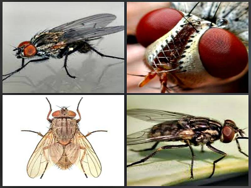 Что едят комнатные, мясные и другие виды мух?