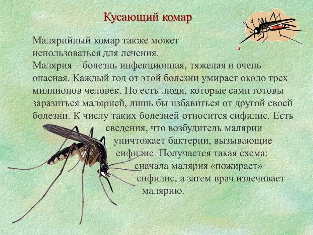 Малярия укусы комаров. Малярия комар.