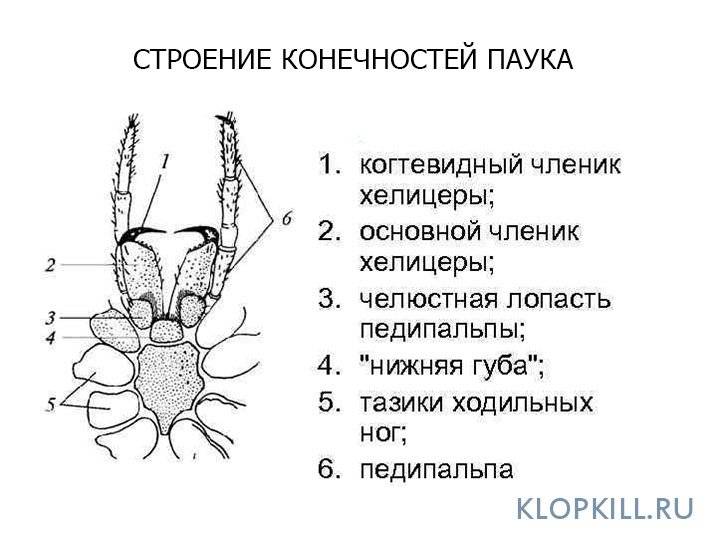 Сколько ног у паука и клеща: в чем различия между этими животными, образ жизни и функция в экосистеме