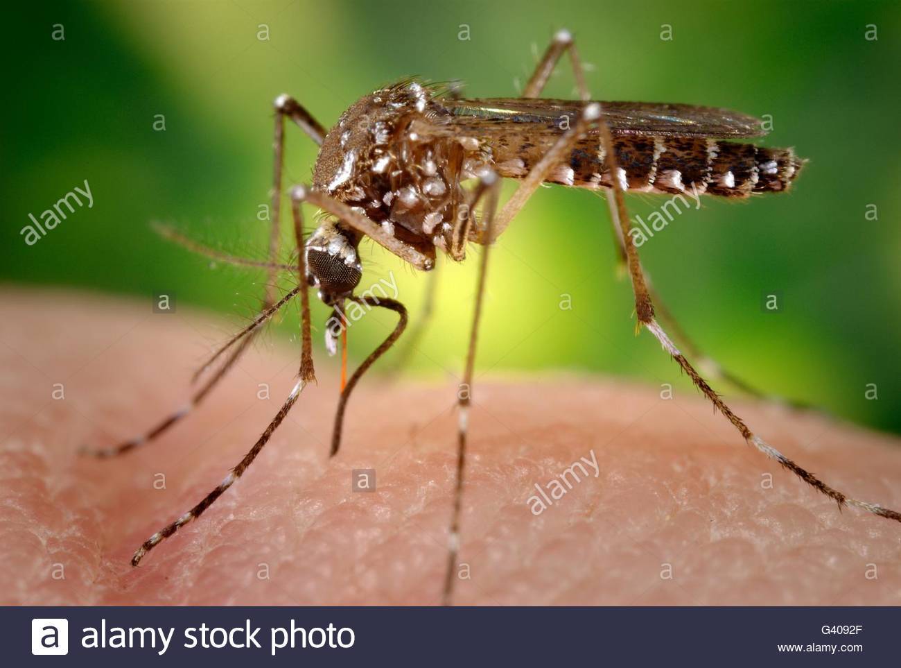 Интересные факты о комарах, или за что уважать кровососа. факты о комарах факты про летательные способности