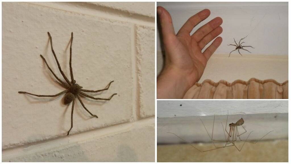 Виды пауков, проникающих в дом или квартиру