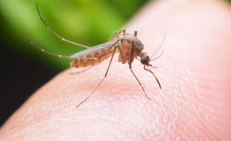 Первые признаки укусов малярийного комара, основные симптомы