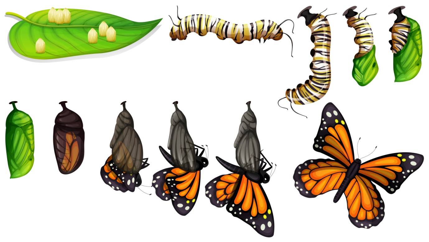 Жизненный цикл бабочек (метаморфоз) : развитие бабочки. превращение гусеницы в бабочку
