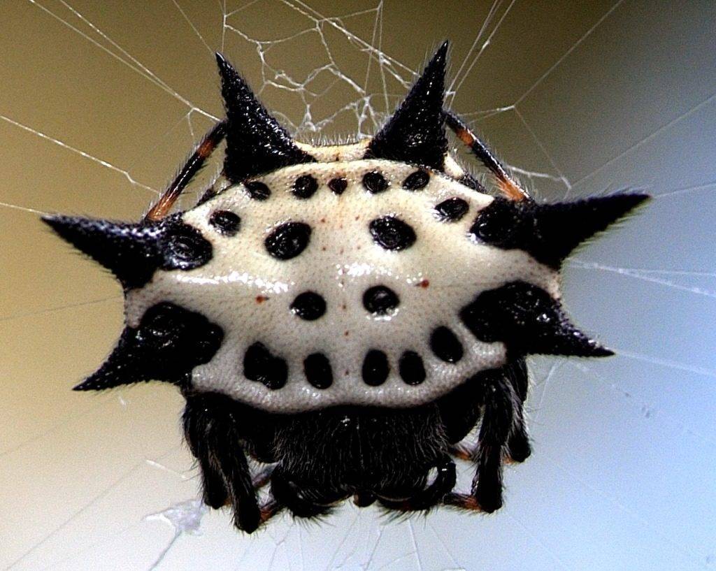 Воронковый паук: фото и описание, где обитает, чем питается